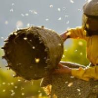 image from the film Honeyland