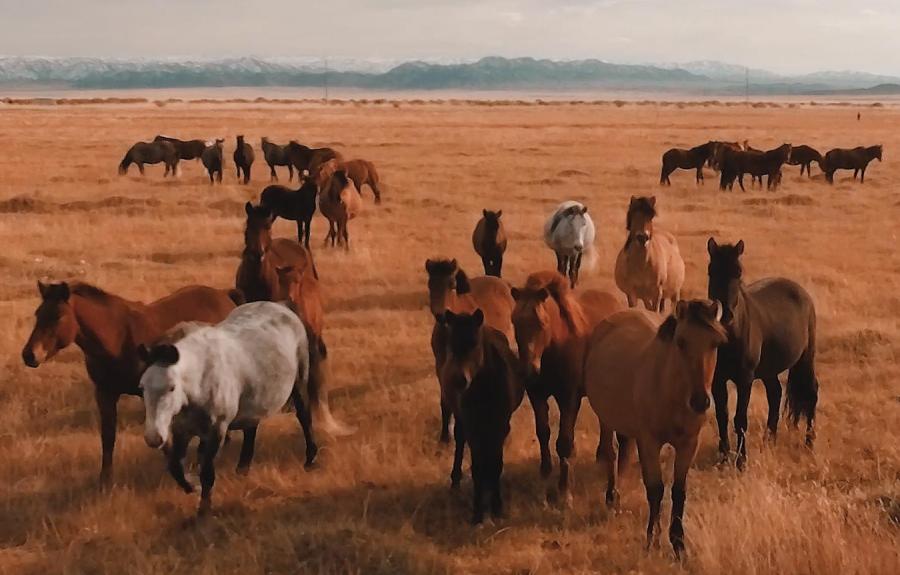 image from the film ECHOES OF THE EMPIRE: BEYOND GENGHIS KHAN