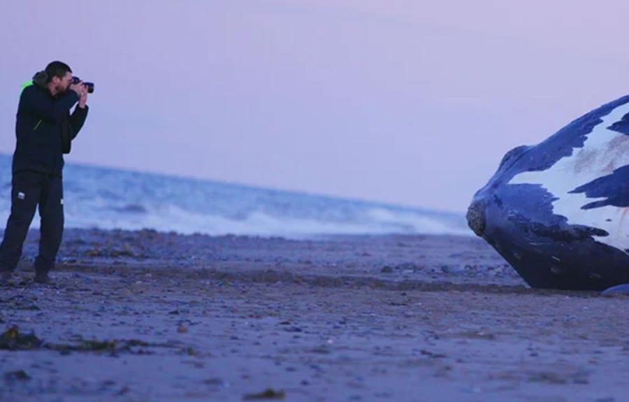 Scene from the film LAST OF THE RIGHT WHALES